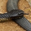 Pakobra paskovana - Notechis scutatus - Tiger snake 7898